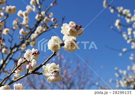 梅の花 梅の花 28296135
