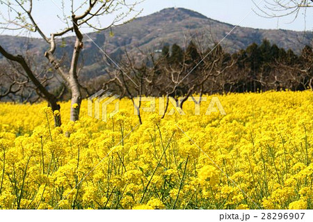 雪入山と菜の花畑 雪入山と菜の花畑 28296907