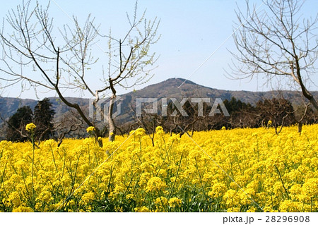 雪入山と菜の花畑 28296908