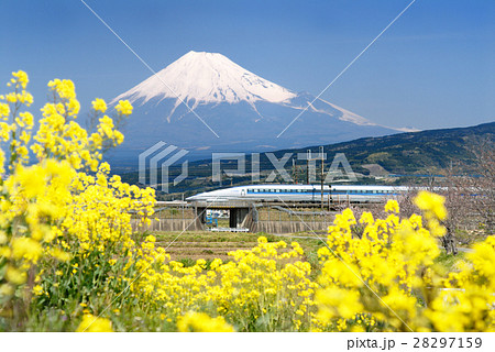 菜の花と富士山と500系 28297159