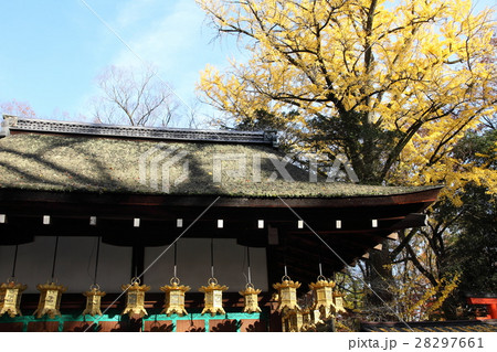 河合神社の黄葉 河合神社の黄葉 28297661