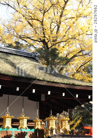 河合神社の黄葉 河合神社の黄葉 28297662