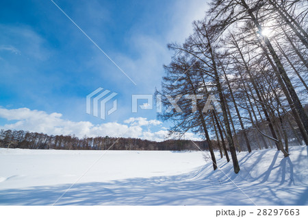 冬の大座法師池 冬の大座法師池 28297663