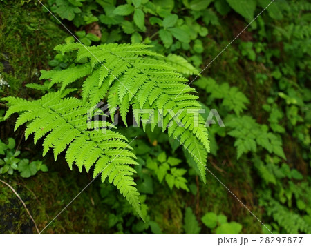 シダの葉 28297877
