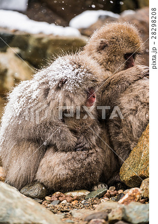 スノーモンキーの写真素材 [28298208] PIXTA