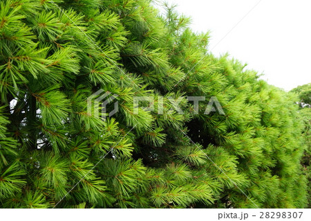 細葉が爽やかなストローブマツ 28298307