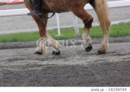 馬の足 馬の足 28298599