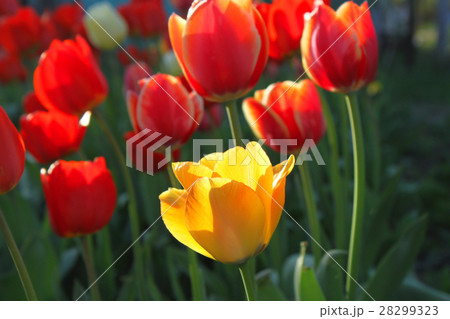 Beautiful bright red and yellow tulips Beautiful bright red and yellow tulips 28299323
