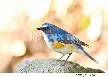 ルリビタキのオス 28299329