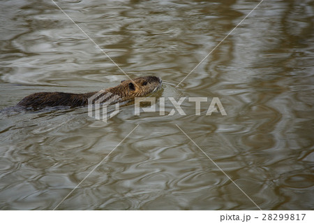 外来生物 ヌートリア 外来生物 ヌートリア 28299817