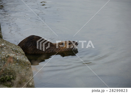 外来生物　ヌートリア 28299823
