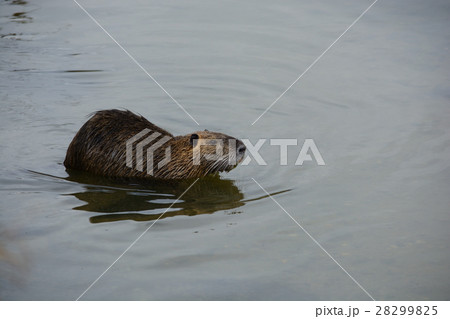外来生物 ヌートリア 外来生物 ヌートリア 28299825