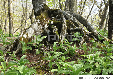 オオバイケイソウの若葉 28300192