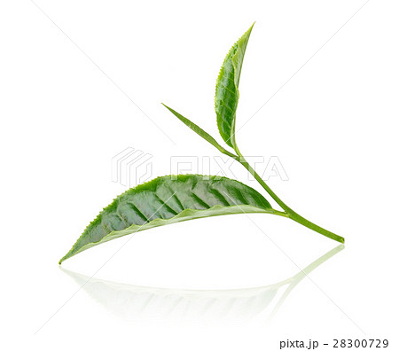 Green tea leaf isolated on white background Green tea leaf isolated on white background 28300729