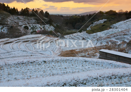 積雪の棚田 朝焼けと紅梅 早朝 下赤阪の棚田 大阪府千早赤阪村 積雪の棚田 朝焼けと紅梅 早朝 下赤阪の棚田 大阪府千早赤阪村 28301404