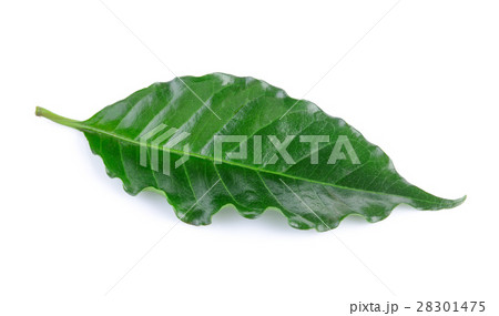 coffee leaves on white background 28301475