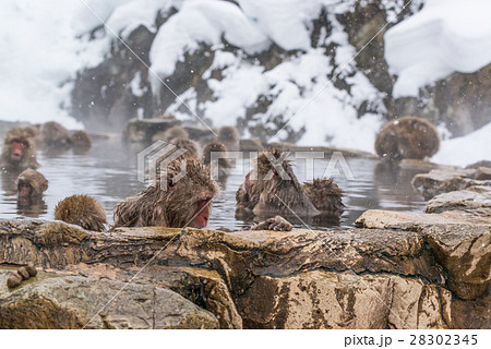 スノーモンキーの写真素材 [28302345] PIXTA