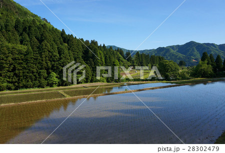 山あいの水田の早苗 山あいの水田の早苗 28302479