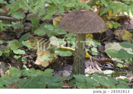 Birch bolete mushroom 28302813