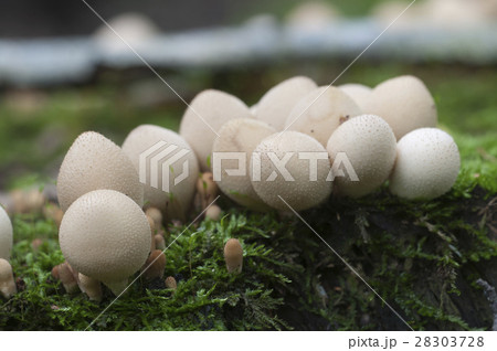 Puffball mushrooms on a stump Puffball mushrooms on a stump 28303728