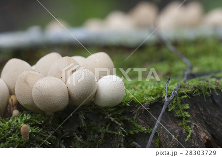 Puffball mushrooms on a stump 28303729