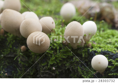 Puffball mushrooms on a stump Puffball mushrooms on a stump 28303732