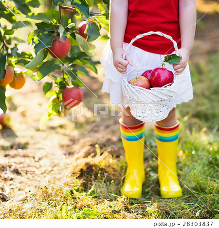 Little girl picking apples in fruit garden Little girl picking apples in fruit garden 28303837