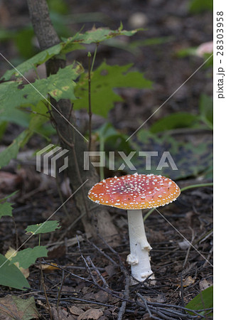 Toadstool mushroom 28303958