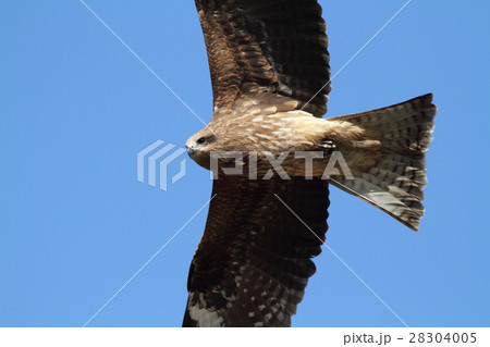 飛んでいるトビ 28304005