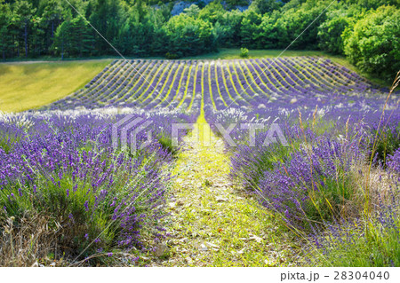 Lavender fields near Valensole in Provence, France Lavender fields near Valensole in Provence, France 28304040