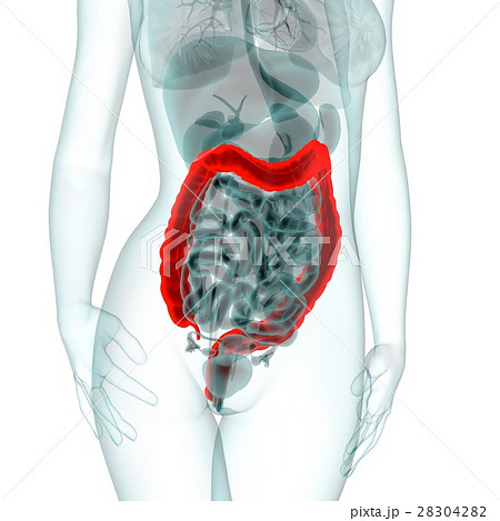 医療系CG(大腸) 医療系CG(大腸) 28304282