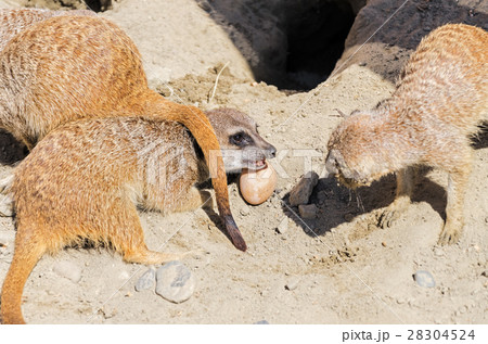 Gopher guards his prey 28304524