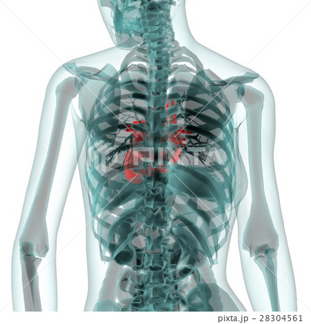 医療系CG（心臓） 28304561