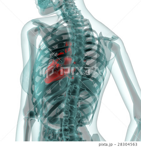 医療系CG（心臓） 28304563