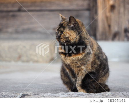 さびがら猫 28305141