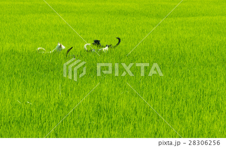Rice field background. 28306256