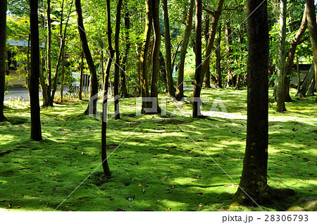 秋篠寺の苔庭 奈良の写真素材 6793