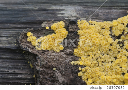 Bisporella citrina [Calycella citrina] 28307082