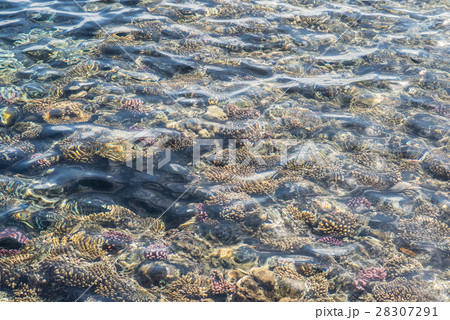 top view of coral reef. coral reef in the red sea top view of coral reef. coral reef in the red sea 28307291