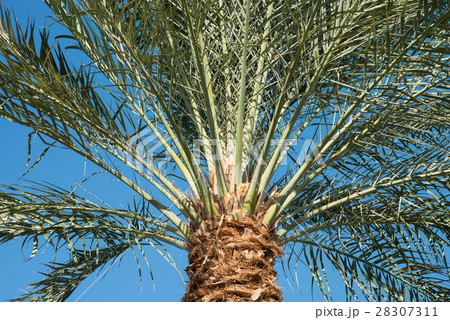 palm trees background close-up. Palm leaf. 28307311