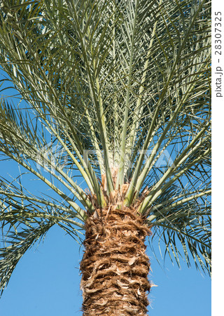palm trees background close-up. Palm leaf. 28307325