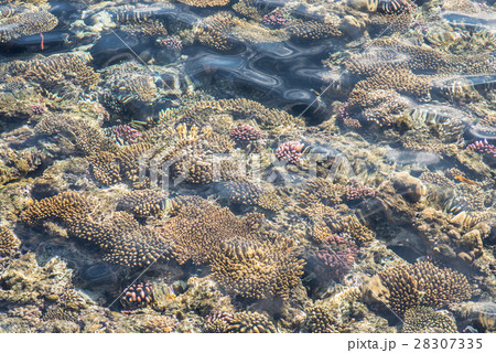top view of coral reef. coral reef in the red sea 28307335