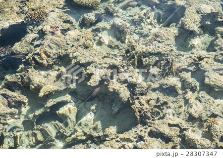 top view of coral reef. coral reef in the red sea top view of coral reef. coral reef in the red sea 28307347