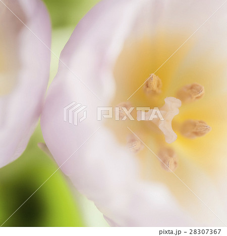 Close up image of tulips, the spring time flower Close up image of tulips, the spring time flower 28307367