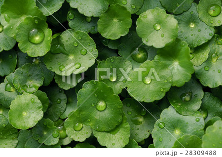 植物 工場 プランツ 28309488