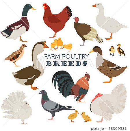 Poultry farming. Chicken, duck, goose, turkey 28309581