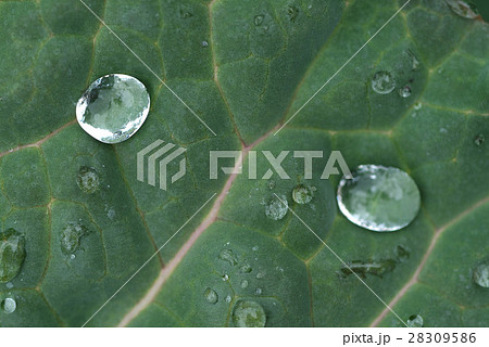 水泡 水 水分 28309586