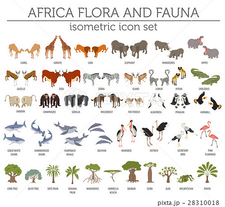 Flat 3d isometric Africa flora and fauna map 28310018