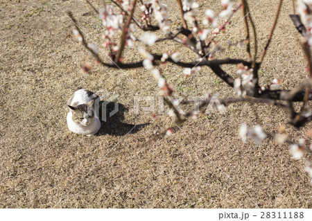 猫の日向ぼっこと梅の花 28311188