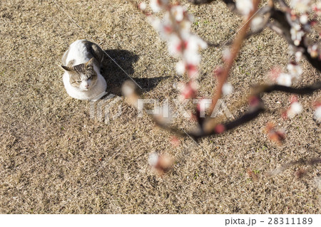 猫の日向ぼっこと梅の花 28311189